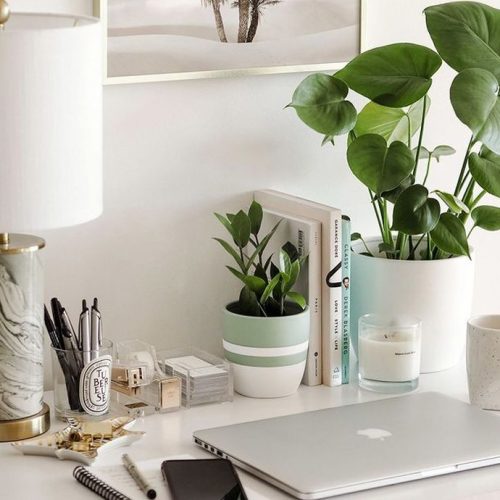 What is the best plant for you?